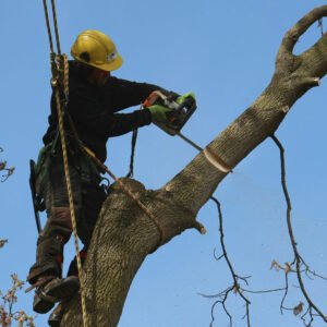Tree service